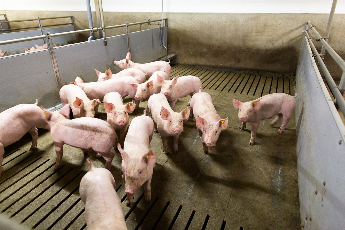 how to prevent africa swine fever