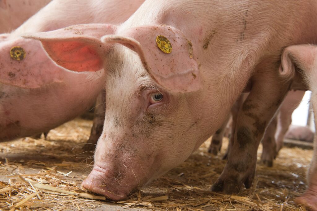 a grower pig is looking with the clear eyes.