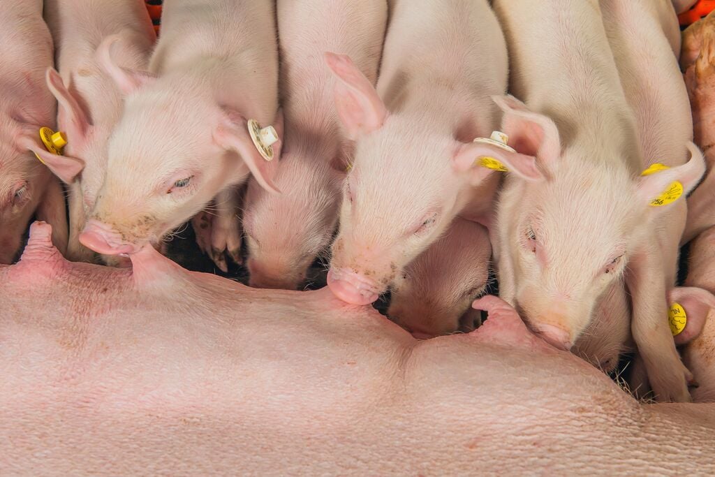 one sow is breast feeding to some piglets.