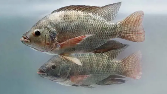 two tilapia fishes are swimming under the water.