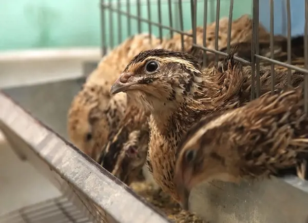 a quail inside the basked at quail farm.