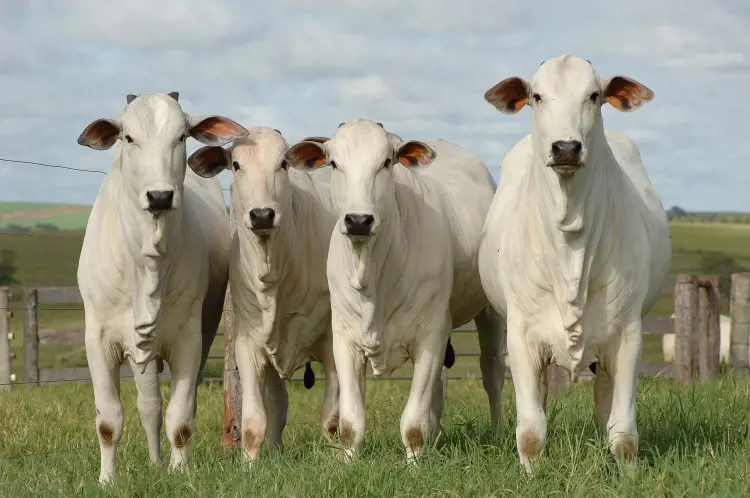four white beef cattle are in stable condition at the cattle farm.
