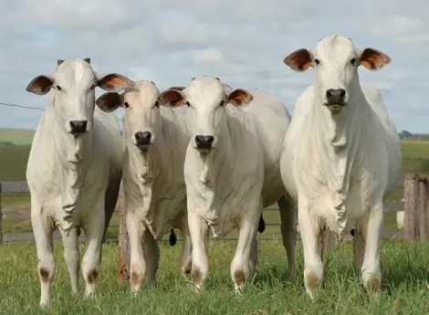 four white beef cattle are in stable condition at the cattle farm.