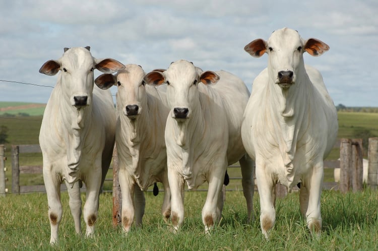 four white beef cattle are in stable condition at the cattle farm.