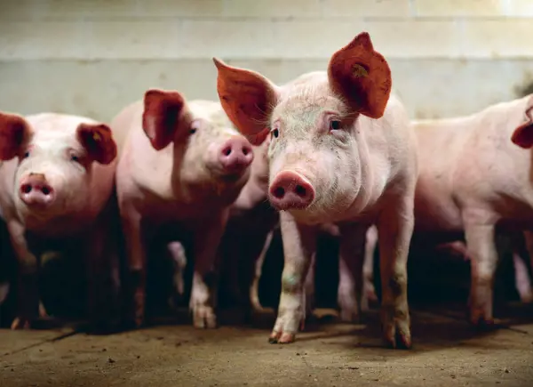 a group of pig in stable condition.