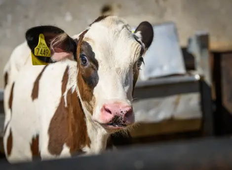 a calf is standing in stable