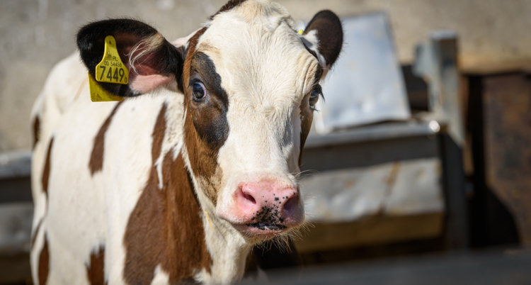 a calf is standing in stable