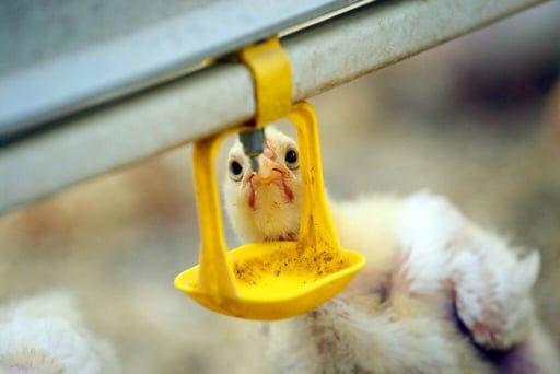 one small day old chick is drinking water by nipple.