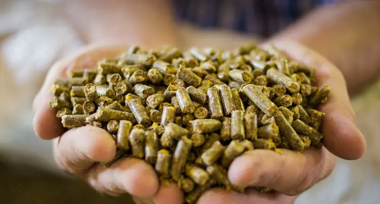 some amount of pellet feeds are holding by two hands.