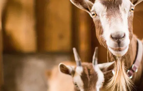 a portrait photo of two small goats in a farm.