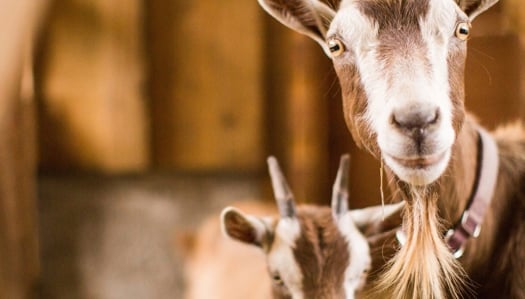 a portrait photo of two small goats in a farm.