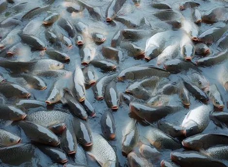 stable rohu fishes are in the pond.