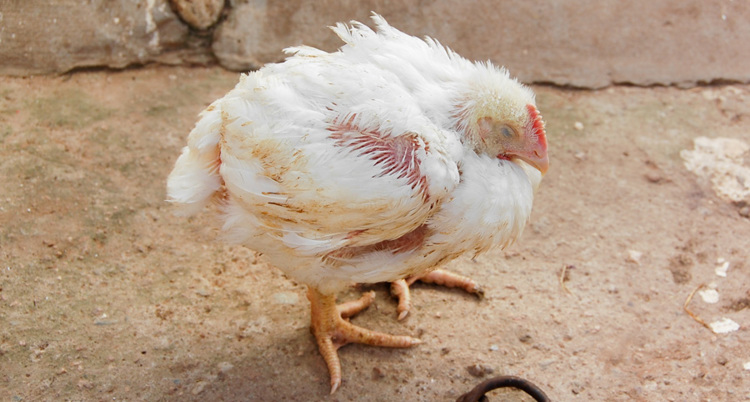 A photo of white broiler chicken in unstable condition.