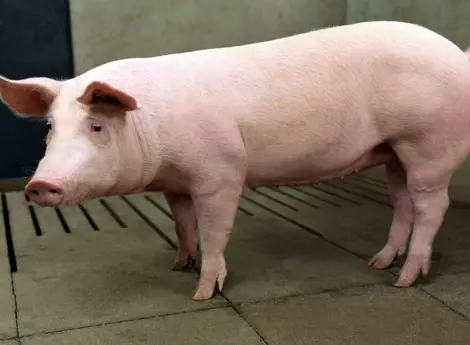 a large swine fattener in stable at the swine farm.