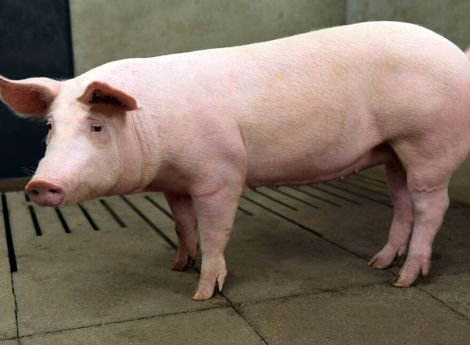 a large swine fattener in stable at the swine farm.
