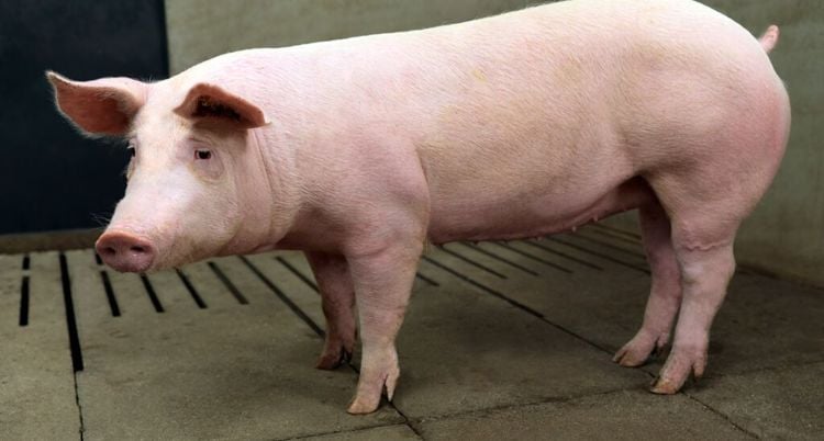 a large swine fattener in stable at the swine farm.