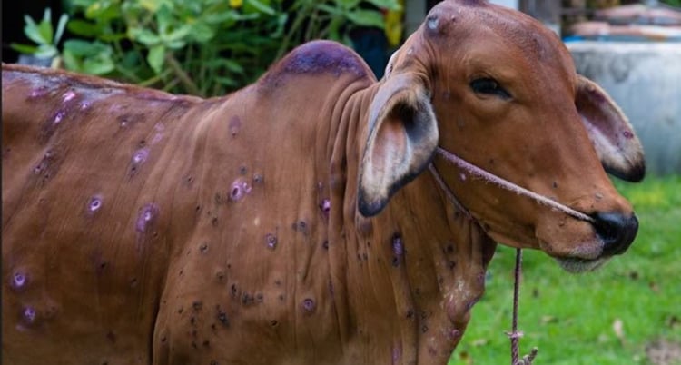 a draught beef cattle with lumpy skin disease