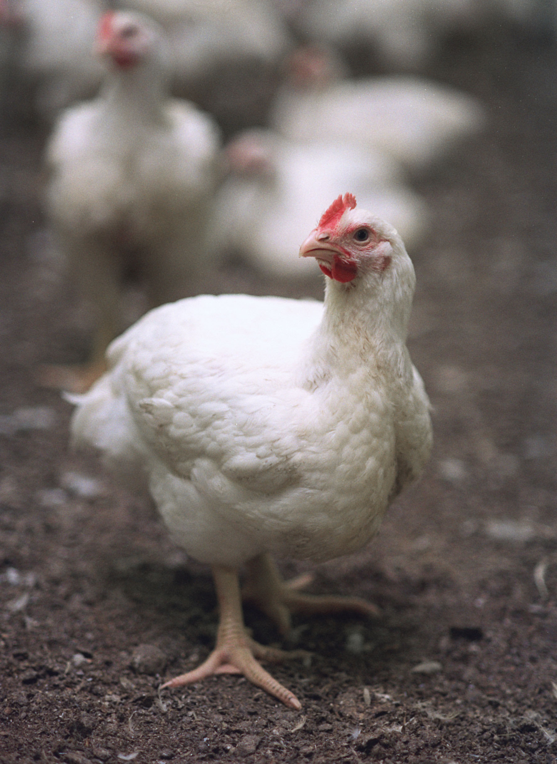 white broiler chicken in stable standing in the farm.