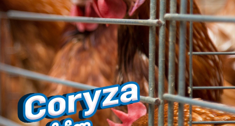 many of layer chicken are caged 